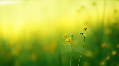 微距镜头上的黄色花朵